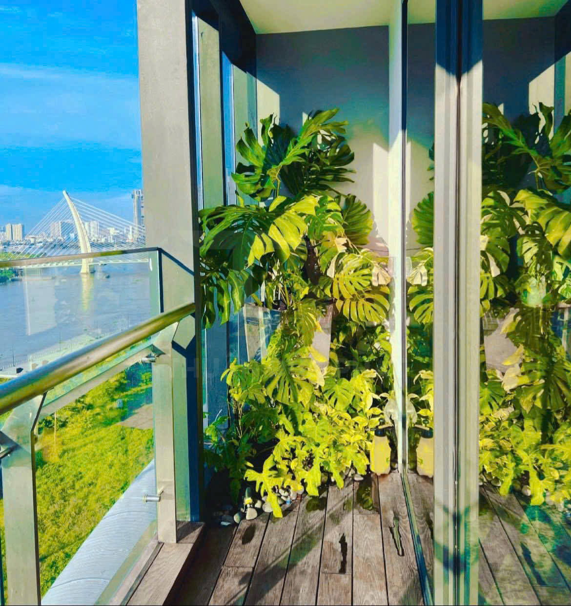 Ban công kính trồng nhiều cây monstera xanh nhìn ra sông và cầu hiện đại